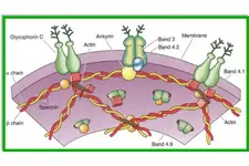 Eritrosit Yıkımı Çeşitleri