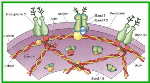 Eritrosit Yıkımı Çeşitleri